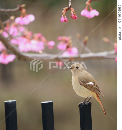 ジョウビタキと河津桜 95460669