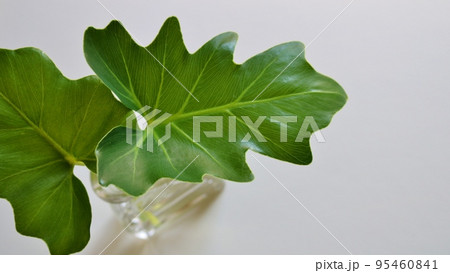 癒しの緑　観葉植物　くわずいもの葉　背景 95460841