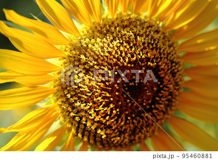 ひまわりの花クローズアップ 95460881