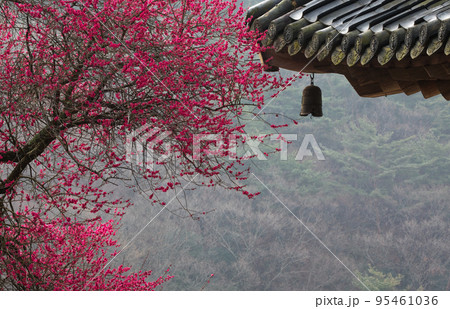 自然 風景 紅梅 95461036