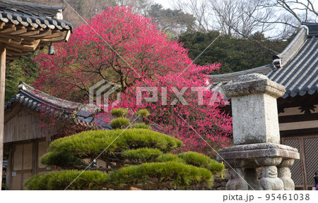 自然 風景 紅梅 95461038