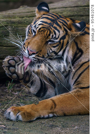 Sumatran tiger cleans his fur. (Panthera tigris sumatrae). 95461078