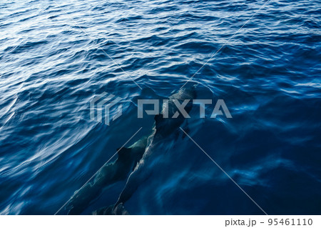 close up dolphin underwater in ocean 95461110