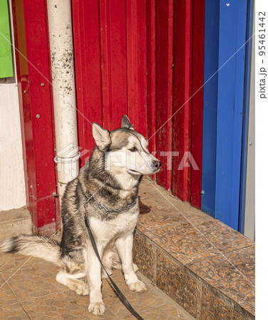 Husky domestic dog on a leash waiting for the owner on the street. Husky domestic dog on a leash waiting for the owner on the street. 95461442