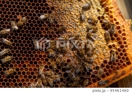 Working bees on honeycomb with sweet honey and pollen.. Working bees on honeycomb with sweet honey and pollen.. 95461460