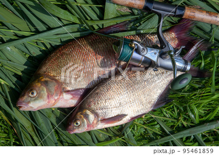 Two big freshwater common bream fish and fishing rod with reel on green reed.. Two big freshwater common bream fish and fishing rod with reel on green reed.. 95461859