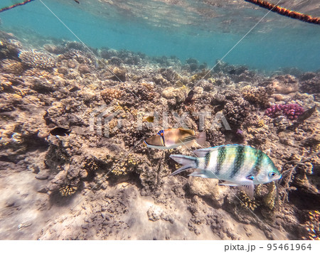 Rhinecanthus assasi fish or Picasso trigger fish on his coral reef in the Red Sea, Egypt.. Rhinecanthus assasi fish or Picasso trigger fish on his coral reef in the Red Sea, Egypt.. 95461964