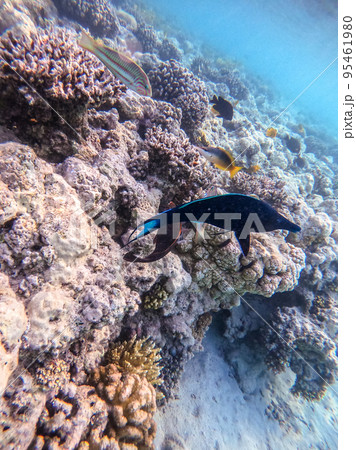 Birdmouth wrasse (Gomphosus Caeruleus) at coral reef.. 95461980