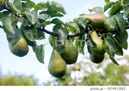 Shiny delicious pears hanging from a tree branch in the orchard.. Shiny delicious pears hanging from a tree branch in the orchard.. 95461982
