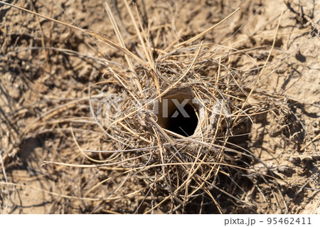 Trantula spider nest top view in the middle of the desert Trantula spider nest top view in the middle of the desert 95462411