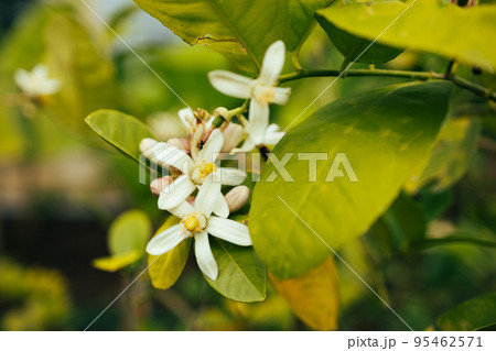 Lime flowers, lemon blossom on tree among green leaves, on bright sunlight on blurred background. Lime flowers, lemon blossom on tree among green leaves, on bright sunlight on blurred background. 95462571