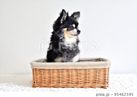 バスケットに入るシニア犬 チワワ バスケットに入るシニア犬 チワワ 95462595