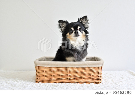 バスケットに入るシニア犬 チワワ バスケットに入るシニア犬 チワワ 95462596