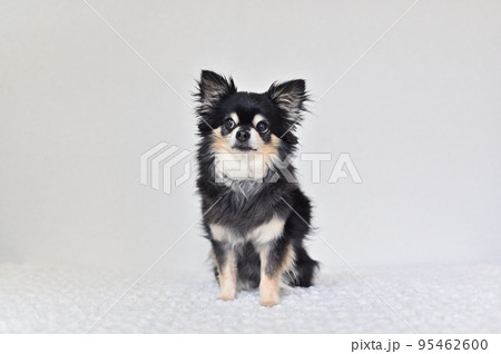 上目遣いの可愛いシニア犬　チワワ 95462600