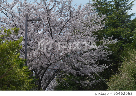 大百池の春 95462662