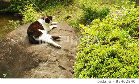 日本庭園の大石で寛ぐ猫 日本庭園の大石で寛ぐ猫 95462840