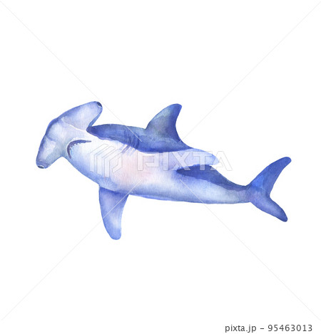 Great white Hammerhead shark watercolor illustration. Underwater creature isolated on white. Hand drawn sea animal 95463013