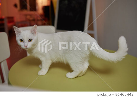 A beautiful kitten where else can rest after a hard day's work if not on the dining table. A beautiful kitten where else can rest after a hard day's work if not on the dining table. 95463442