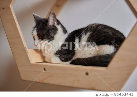 Cat scratching post wall mounted in modern room for pet on white wall, stylish decoration for cat owner with copy space. Cat scratching post wall mounted in modern room for pet on white wall, stylish decoration for cat owner with copy space. 95463443
