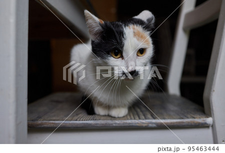 Cat with a face like Adolf Hitler. Cat with a face like Adolf Hitler. 95463444