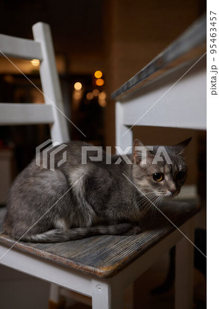 A beautiful kitten where else can rest after a hard day's work if not on the dining table. 95463457