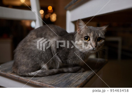 A beautiful kitten where else can rest after a hard day's work if not on the dining table. 95463458