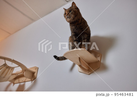 Cat scratching post wall mounted in modern room for pet on white wall, stylish decoration for cat owner with copy space. Cat scratching post wall mounted in modern room for pet on white wall, stylish decoration for cat owner with copy space. 95463481