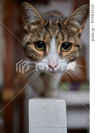 A beautiful kitten where else can rest after a hard day's work if not on the dining table. A beautiful kitten where else can rest after a hard day's work if not on the dining table. 95463510
