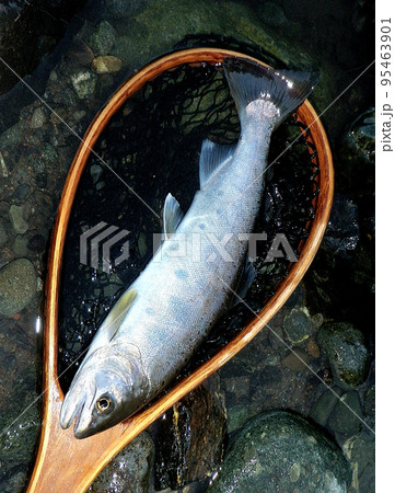 ヤマメをランディングネットの上に横たえて置き撮りした 95463901