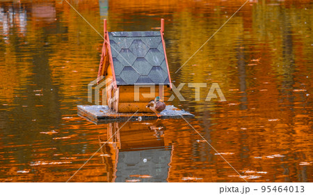 Floating birdhouse for ducks on the surface of a city pond in an autumn park. Floating birdhouse for ducks on the surface of a city pond in an autumn park. 95464013