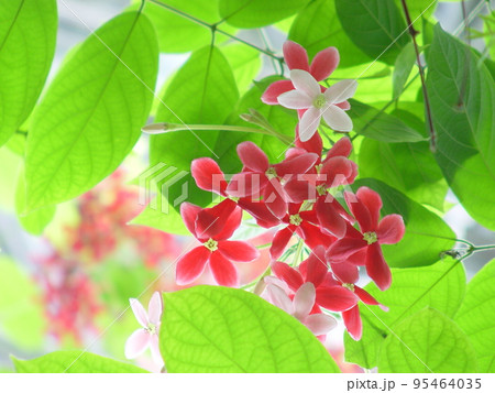 赤い花 熱帯植物(5月)シクンシ08 赤い花 熱帯植物(5月)シクンシ08 95464035