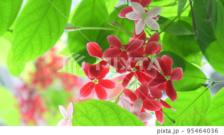 赤い花　熱帯植物(5月)シクンシ08H16.9 95464036