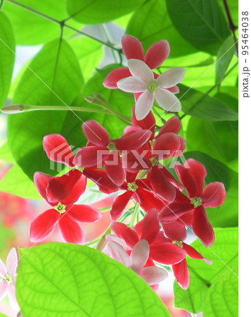 赤い花　熱帯植物(5月)シクンシ08V3.4 95464038