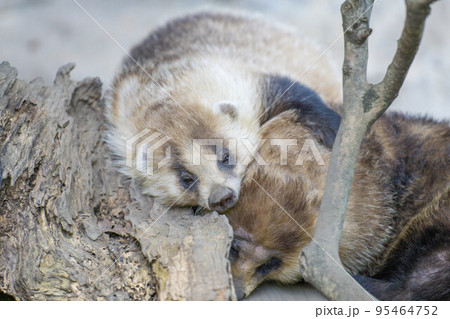 仲良しのアナグマ 95464752