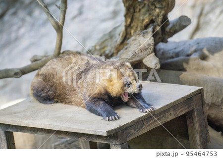 眠いアナグマ 95464753