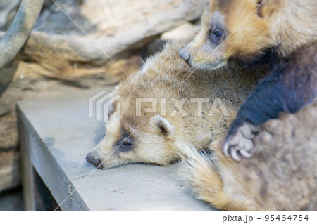 仲良しのアナグマ 95464754