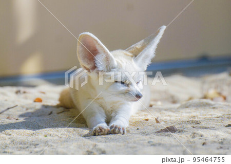 眠いフェネック 95464755