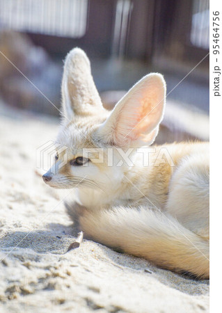 フェネック 95464756