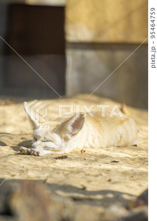 眠いフェネック 95464759