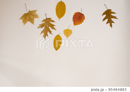 Autumn composition. Autumn leaves on a light background. Flat lay, top view, copy space 95464865