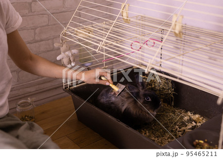Black little rabbit is shedding. Girl combs his fur with special comb. Care of pets concept 95465211