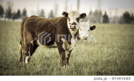 Steers grazing on the Pampas plain, Argentina Steers grazing on the Pampas plain, Argentina 95465680