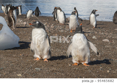 Gentoo Penguin, Neko Harbour,Antartica 95465682