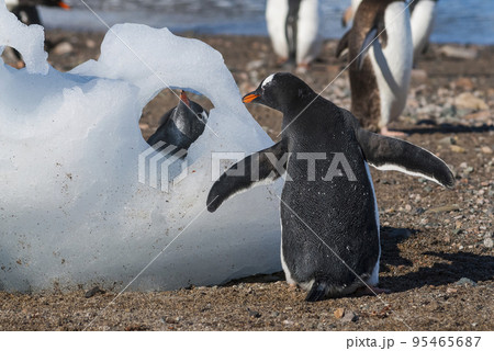 Gentoo Penguin, Neko Harbour,Antartica Gentoo Penguin, Neko Harbour,Antartica 95465687