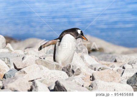 Gentoo Penguin, Neko Harbour,Antartica Gentoo Penguin, Neko Harbour,Antartica 95465688