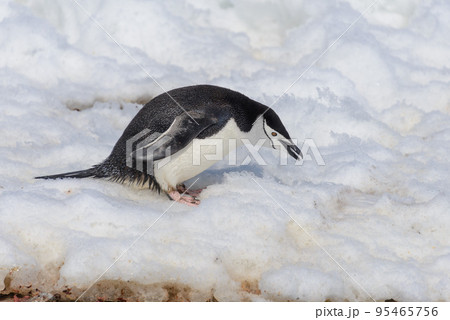 Chinstrap penguin on the snow in Antarctic 95465756