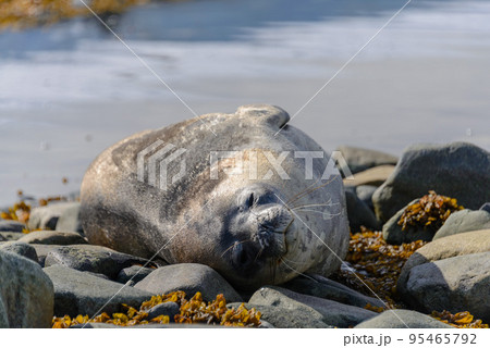 Leopard seal on beach in Antarctica 95465792