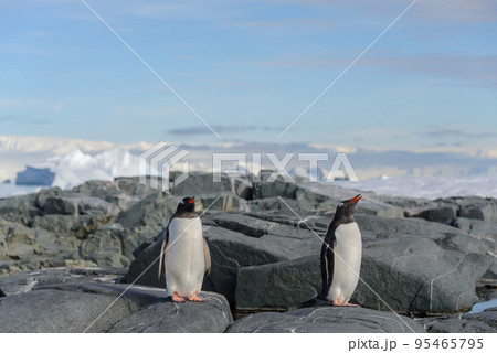 Gentoo penguin on rock in Antarctica 95465795