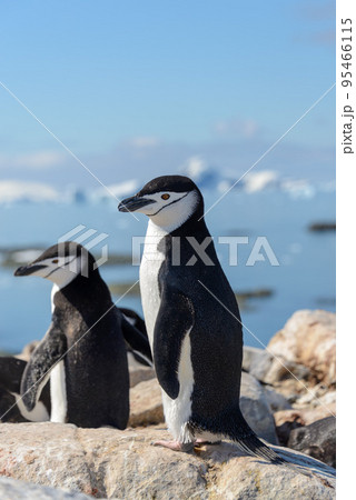 Chinstrap penguin on the beach in Antarctica 95466115