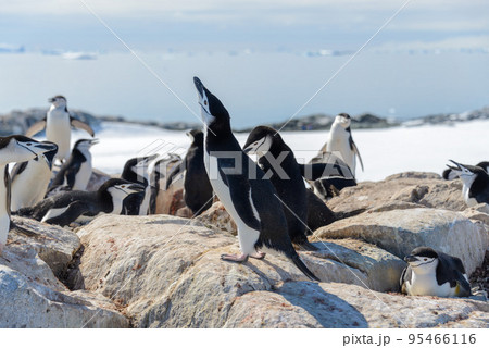Chinstrap penguin on the beach in Antarctica 95466116